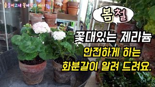 #제라늄 #Pelargonium @꽃대있는 제라늄 분갈이 안전하게 알고 하자!