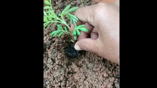 కుండీలో మొక్కలు నాటడం||planting plants in pot||plants in agriculture||short video