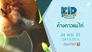 Kid Rangers ปฏิบัติการเด็กช่างคิด : ค้างคาวแม่ไก่ (24 พ.ย.61)