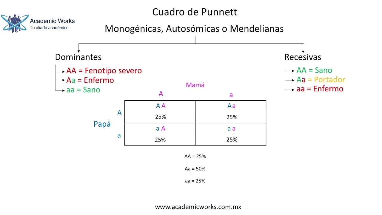 Cuadro De Punnett Ejercicios