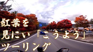 【ゆっくりモトブログ】河口湖の紅葉が綺麗すぎた！