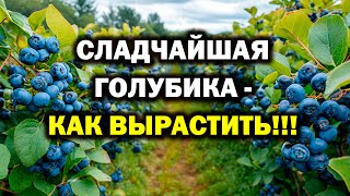 Такую голубику вы ещё не пробовали! Секрет в российской биотехнологии и биопрепаратах. БашИнком