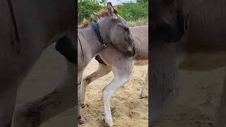 Donkey back power #ytstudio #trending #success #nature