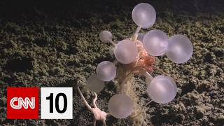 Scientists discovered 1,100 new ocean species this year | May 20, 2026