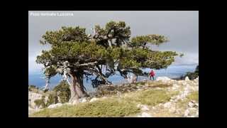 Alberi monumentali d'Italia