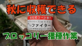 ブロッコリー播種と白ネギ埋戻しとうもろこしの様子など21/6/28＃1259