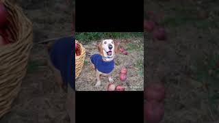 Apple dog gets more apples. #dog #trending #ai #fyp #trending #memes #funnymemes