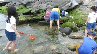 寶貝日記(去海邊玩抓魚/抓螃蟹/寄居蟹/海參)04/06/2019 MVI 0929