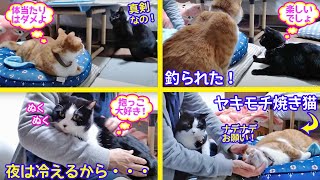 ＜2匹の猫通信＞「ほっこりライブ」めめの遊びに釣られるマック！抱っこでぬくぬくハッチにヤキモチ焼き猫 2020 10 30 Cat Live Stream in Japan - Cat Life TV