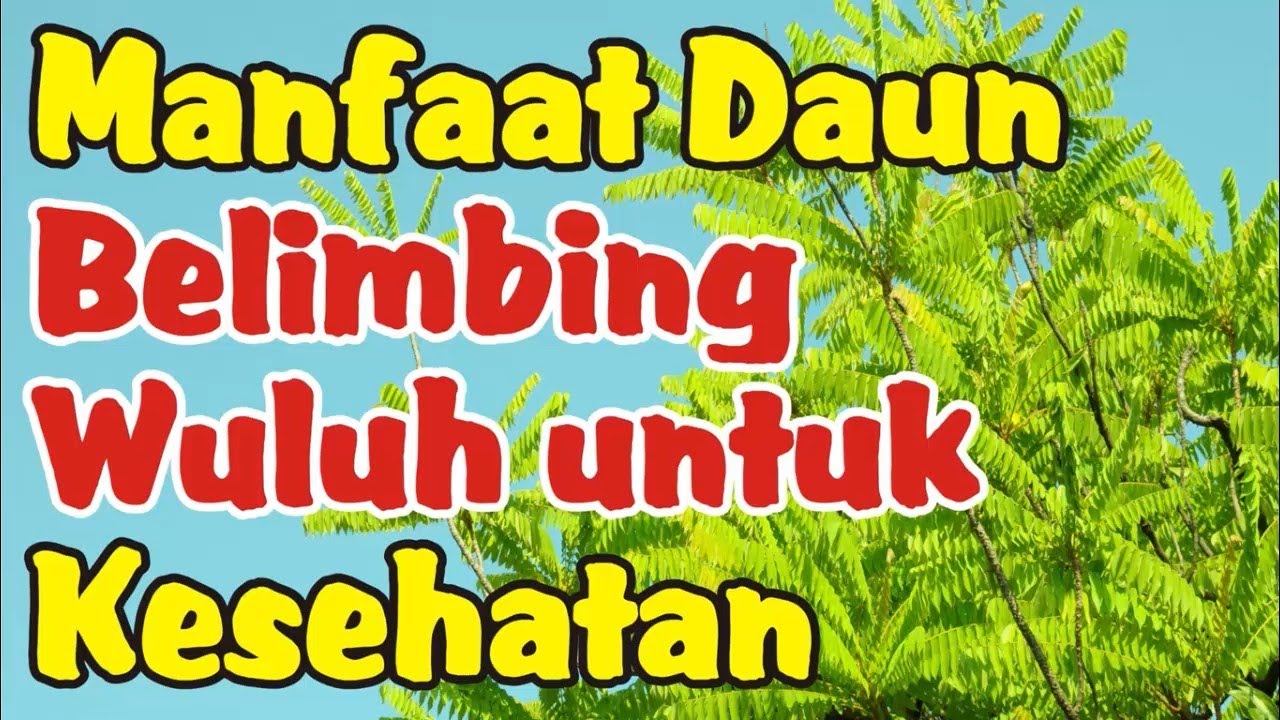 Manfaat Daun Belimbing Wuluh Untuk Kesehatan - YouTube