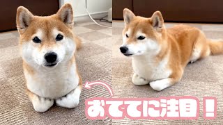 柴犬さんと暮らしていたはずが…｜PECO