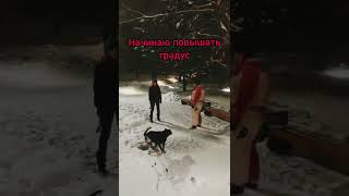 Тест охраны проводника.Испанский Алано