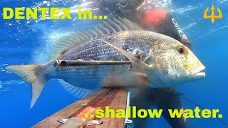 Pesca sub   :    ✴DENTEX-shallow water(sud Sardegna)