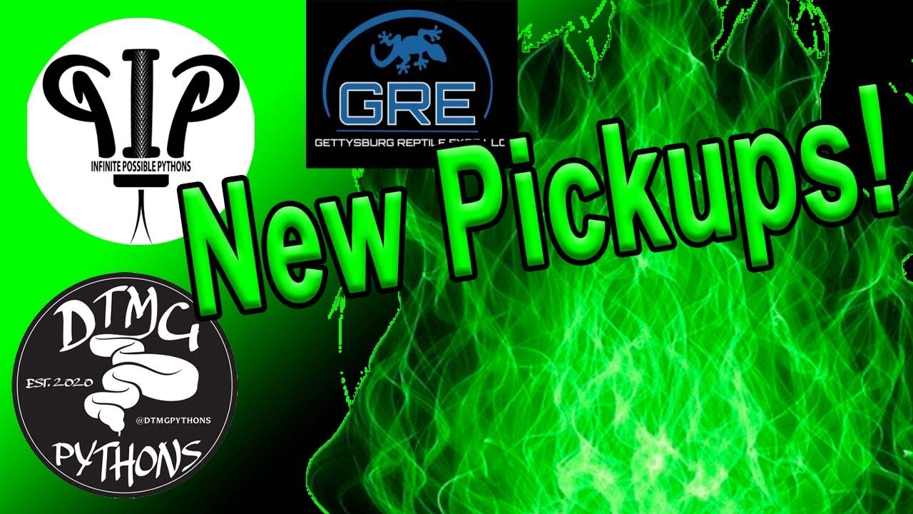 More New Ball Pythons Youtube