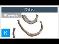 Ribs (preview) - Types, Location & Landmarks - Human Anatomy | Kenhub