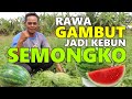 LIHAT KEBUN PAK ZAINAL, PENUH POHON BUAH! TRANSMIGRAN KALIMANTAN ASAL KAB. SEMARANG