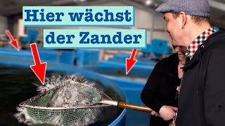 Fischzucht auf dem Bauernhof – Zander aus der Aquakultur