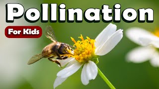 Pollination for Kids | Learn About Science for Kids