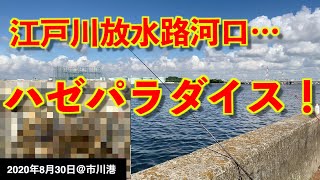 【市川港で釣り】江戸川放水路のさらに河口で釣りしてみたら…まさかのハゼの聖地より釣れてしまった…！？仕掛け紹介あり！《2020年8月30日》