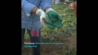 Безопасность пищевых продуктов неотделима от продовольственной безопасности