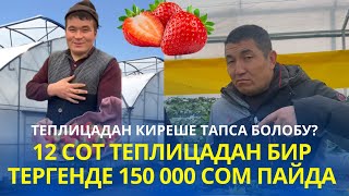 Тепличный безнестен пайда тапса болобу? Кышында кулпунайдын баасы 1000 сомдон жогору болот экен!