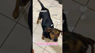 狗狗很會拿捏主人嘛 拿捏穩穩的A dog that knows how to control its owner