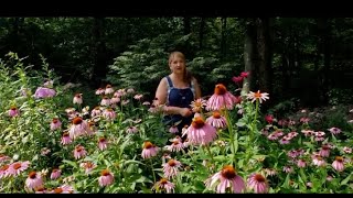 Homemade Echinacea Tincture Using Fresh Coneflowers