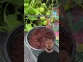 🌱🍋 comment planter un citron la technique jardinage citron diyjardin astucejardin