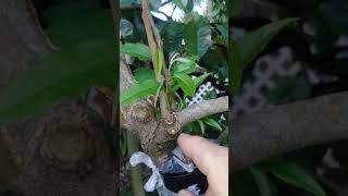 Approach Grafting Star Apple - Caimito