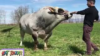 World's Bigesst Piemontese Cow || Piemontese Cattle Characteristics ||Piemontese Breeds || Hat Bazar