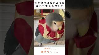 コザクラインコ  #Shorts  インコ　外来生物　 エキゾチックアニマル　動物輸入　ペットも飼い主も楽しく生活する為に　 日本の法整備改善希望