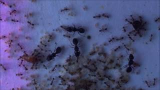 オオズアリのコロニー Pheidole noda colony