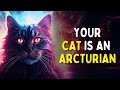 CAT Anda Mewujudkan ANDA | MAKNA SPIRITUAL RAHASIA Kucing