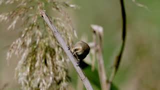 Chinese Penduline Tit 中華攀雀