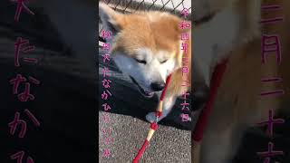 【秋田犬】たなかひらいづみ【2022年2月26日あさんぽ】