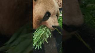 笹をむしゃむしゃ食べるパンダ🐼/Panda munching on bamboo grass