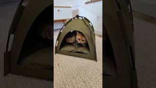 Палатка для кота с Алиэкспресс!