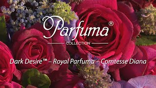 KORDES rose Dark Desire (Syn. Royal Parfuma, Comtesse Diana, Gräfin Diana) ((English Version))