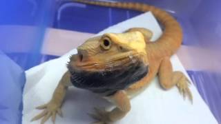 鬆獅蜥公發情(果凍):Trans bearded dragon is ready