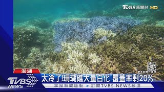 太冷了! 珊瑚礁大量白化 覆蓋率剩20%｜TVBS新聞