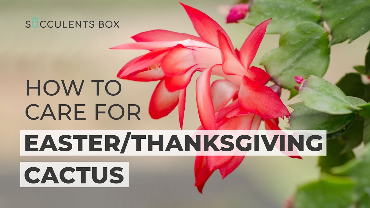 BEST TIPS | HOW TO CARE FOR CHRISTMAS CACTUS | THANKSGIVING CACTUS ...