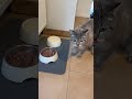 katzen wollen nicht dass du das über sie weißt part 3 catinfo cat catsofyoutube katze