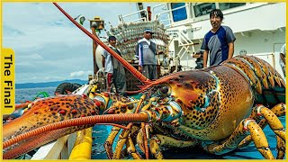 How Japanese Fishermen Catch Giant Lobsters and Process Lobsters in the Factory | Factory Tour