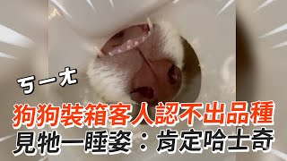 狗狗裝箱認不出品種～見牠一睡姿立馬肯定是二哈😆｜寵物動物｜哈士奇