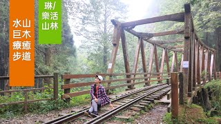 阿里山【療癒步道】水山巨木步道，簡單輕鬆好走，環狀走只要2.5小時（Hiking in Taiwan）