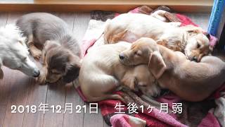 12月21日生後2ヶ月弱のミニチュアダックスの子供達の様子です。Here are the children of the miniature dachshund.