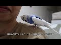 飼い主にかまってほしい、おしゃべりインコの銀時（セキセイインコの銀時じょじょじょ♪日記）