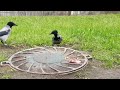 Низкоранговые вороны гребут угощения low ranking crows grab juicy treats