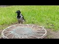 Низкоранговые вороны гребут угощения low ranking crows grab juicy treats