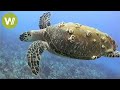 Sea Turtles in Florida - Caribbean Conservation Corporation raises awareness | Mission Wild - Ep 1